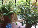 Live plants, pots and garden décor.