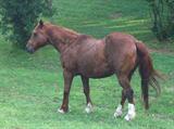 "Tony" the horse, 20-year-old gelding, free to good home. Anyone interested will need to leave contact inormation for us to pass on to the owner. No one may take possession immediately.