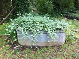 Metal troughs being used as planters.