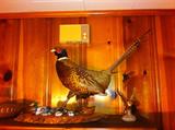 Stuffed pheasant.