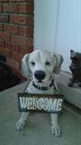 Welcome Dog Bobble Head