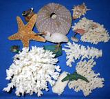 Shell and Coral pieces along with some stone animal smalls including a jade alligator and a quartz heron