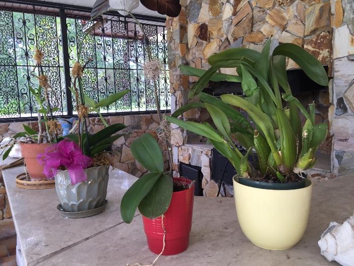 Potted orchids