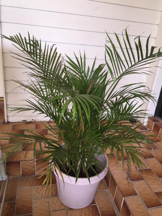 Palm tree w/pot