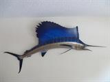 Sailfish