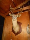 Old deer mount