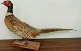 Pheasant, Taxidermy, Nolan Ryan, Baseball Helmets, Baseball Cards, Figurines, Action Figures, Go To Our Web Site Link at Top of Listing for 400+ Photos.