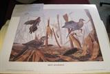 Unframed 1987 Ducks Unlimited Limited Edition "Misty Morning"  print by Harold Roe #859/1000
