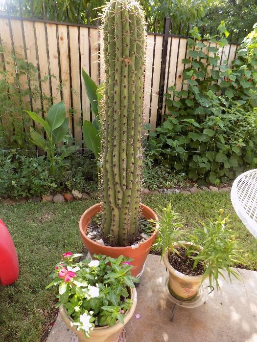 cactus and more