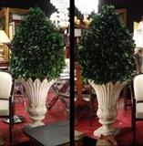 PAIR LARGE 6 FT TALL PRESERVED TOPIARIES IN CEMENT URNS, REAL LEAVES PRESERVED AND HAND PLACED