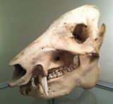 ARIZONA DESERT SKULL