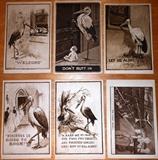 Antique Postcards showing the Baby Delivery Stork, some signed E.W. Gustin