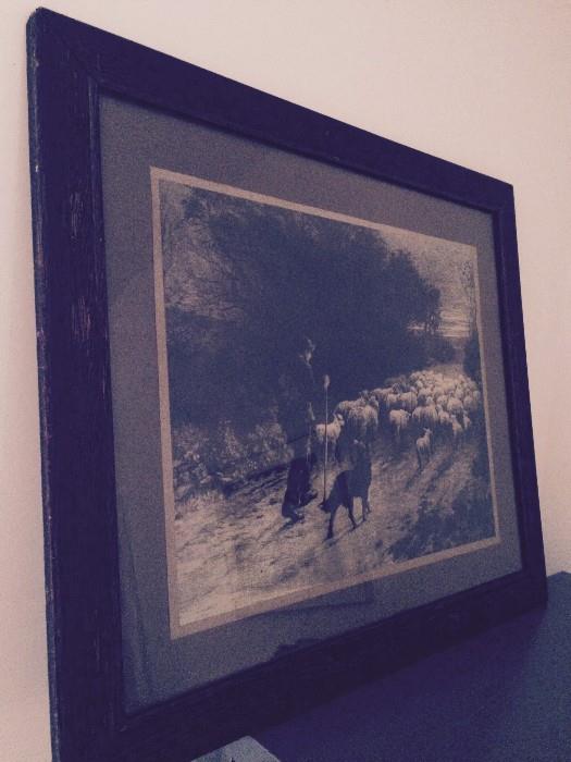 1900's Framed Print of Sheppard with Sheep