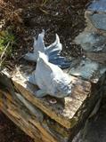 Pair/Garden Ornaments/Fish
