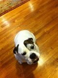 Winston needs a new home -- incredibly sweet American bulldog
