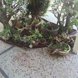 Plants for sale. Jade and more!
