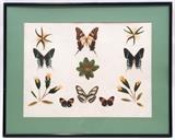 Pressed Butterflies and Feathers Picture - 75.00