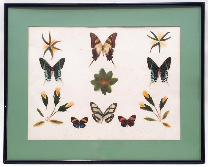 Pressed Butterflies and Feathers Picture - 75.00