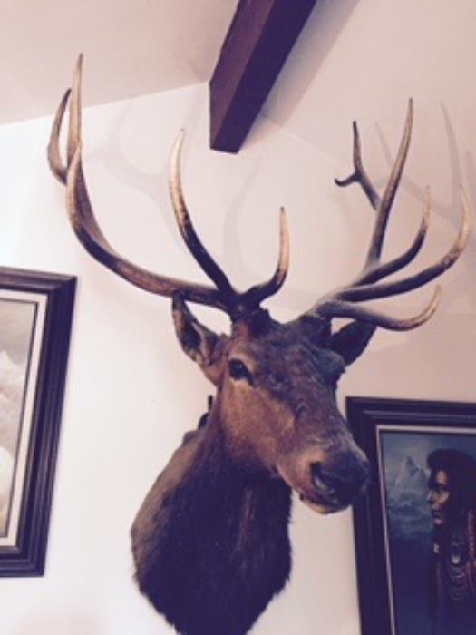 12 point ELK Mount - Taxidermy Awesome!