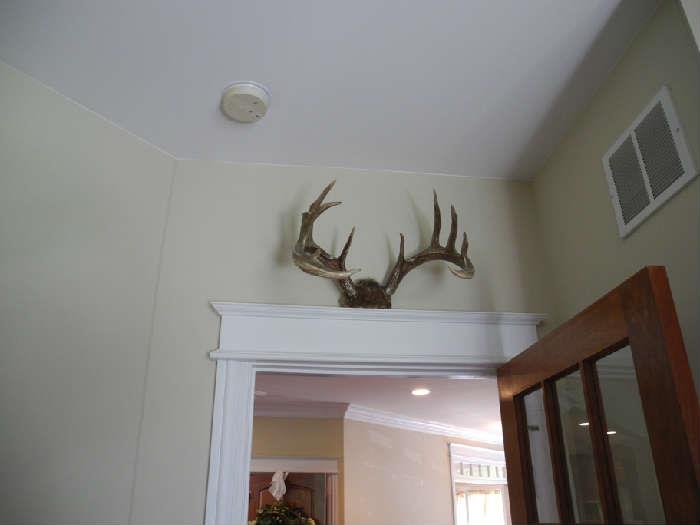 Deer antlers