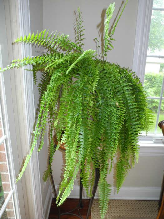 Gorgeous live Boston fern, beautiful!