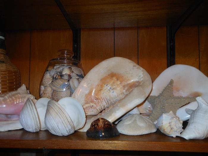 Sea shells...we have lots more!!!