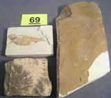 Lot of 3 Stone Fossils of Plants & Fish Slab of ancient fish fossil with written name "Xyne grex sisquoc diatomite", some information found is as follows: 'During the Miocene an apparent spawning catastrophe wiped out millions of herrings in a shallow bay located off the coast of California, just north of present day Santa Barbara. This plate comes from that thin deathbed horizon located 950 above the bottom of the exposure. The plate and formation consist primarily of diatomaceous earth. Upon it are one complete and seven large partial herrings. The preservation is typical of the fossils found at this location.' This particular slab measures 13" length x 5.25" width.
Stone fossil with leaves or some type of plant on it, measures about 4.5" across.
Nicely cut fish fossil of possibly "Gosiutichthys", measures 5.5" length x 4.25" width.