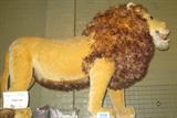 Vintage HUGE Steiff Mohair Studio Lion Vintage original HUGE stuffed studio lion with hand stenciled mohair fur, made by Steiff. This life-size king of the jungle still makes noise when button is pressed, teeth need to be repaired. Shows some usual signs of wear but no major damage, very RARE piece! New age replicas of this original stuffed toy retail for around $4,000.00!
Measures approx: 57" long x 18" wide x 40" tall!