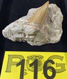 Polished Conus Species Shell Fossil in Limestone
Appears to be a piece of natural limestone with a polished Conus species fossilized shell. Measures 2" tall and 4" long.
ZB4623