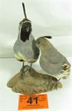 Gambel / Desert Quail Taxidermy
A professionally stuffed pair of desert or Gambel quail, one male and one female, mounted onto one wood base. Birds appear to be in good (but dead) condition.
Measures 11" tall x 9" across.
