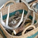Antlers of all sizes, baskets too