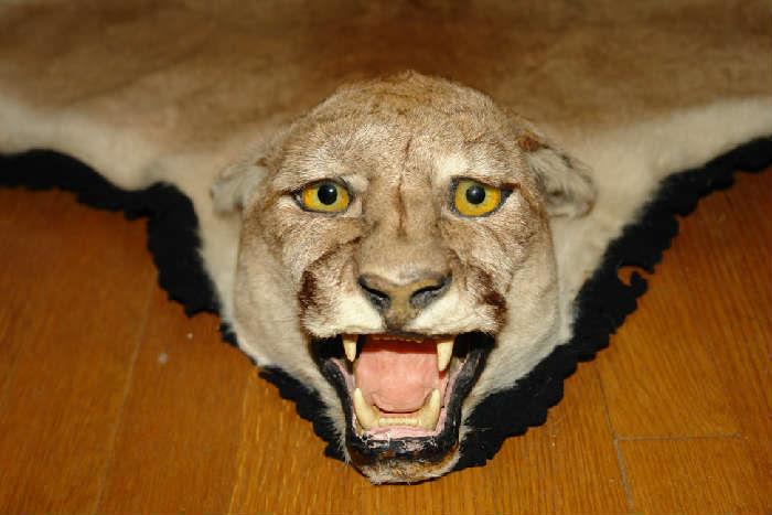 Vintage Mountain Lion rug in great condition. 