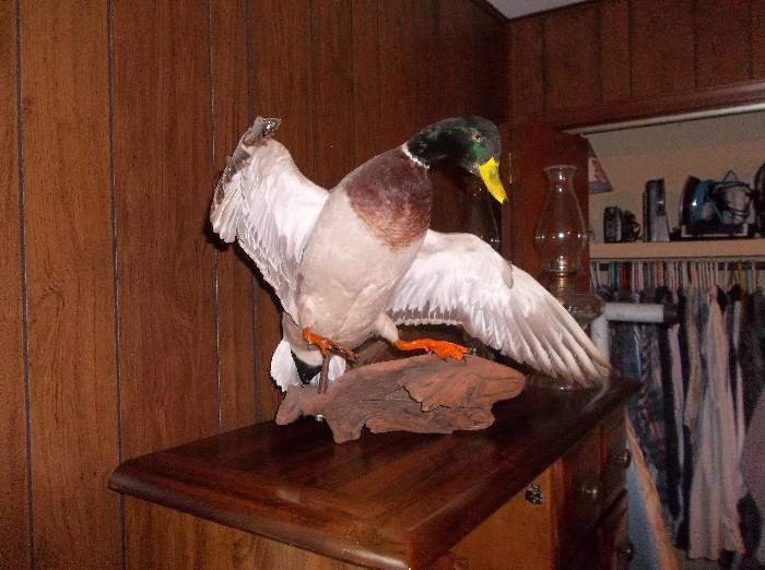Duck mount