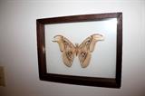 Framed moth