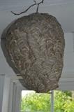 Yep, a real big wasp's nest!