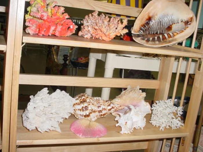 There are boxes of old collectible sea shells, coral, sea urchins, and so much more