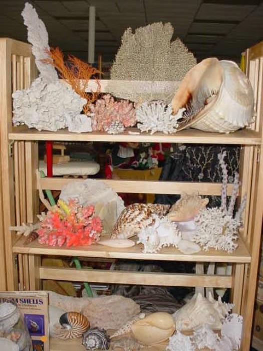 More of the rare and unusual sea shells, coral, and collectible sea life.