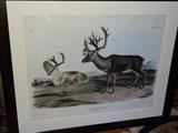 Authentic, 1847 large folio hand colored lithograph of Caribou from J.J. Audubon's monumental, "Viviparous Mammals of North America".