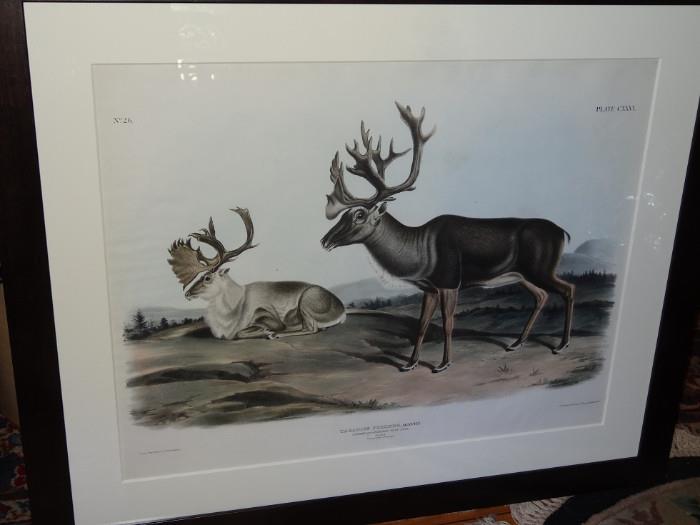 Authentic, 1847 large folio hand colored lithograph of Caribou from J.J. Audubon's monumental, "Viviparous Mammals of North America".