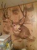 Mounted deer head