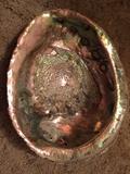 Huge collection of large abalone shells with 100 plus stunning shells perfect to make jewelry.