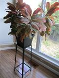 potted plant