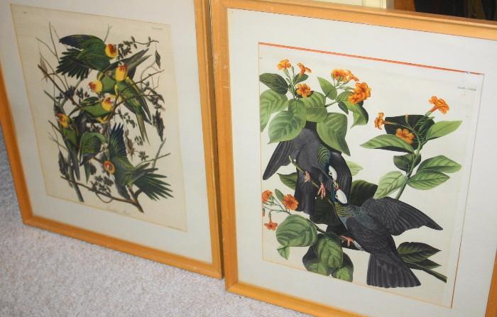 Audubon Prints 