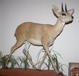 Duiker Mount