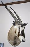 Gemsbok