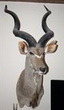 Kudu