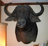 Cape Buffalo