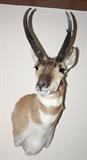 Pronghorn