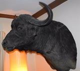 Cape Buffalo