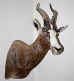 Blesbok